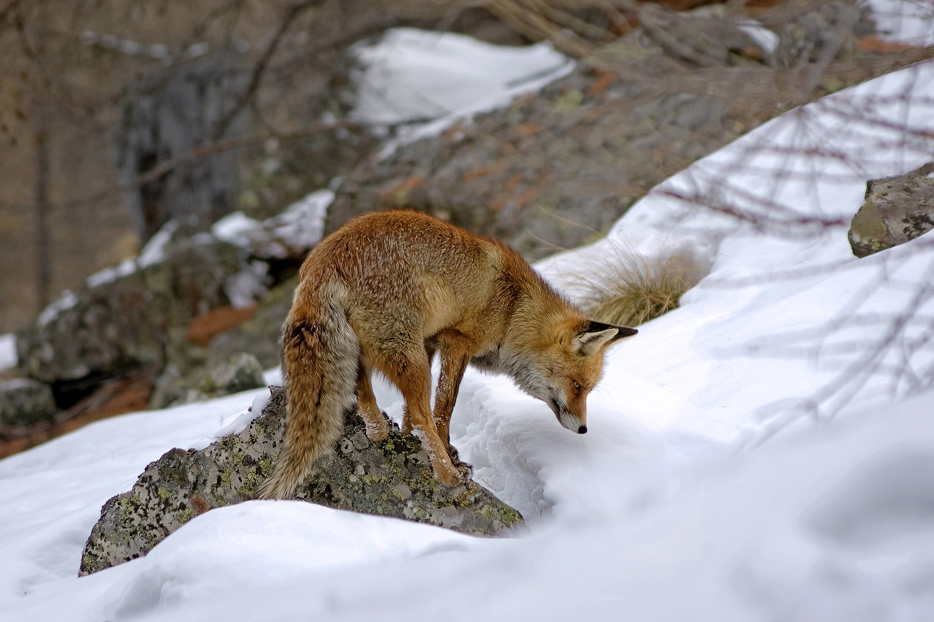 Fauna selvatica